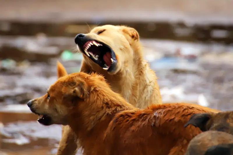 dreamstime s 377572778